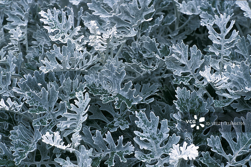 法国银叶菊叶子图片素材