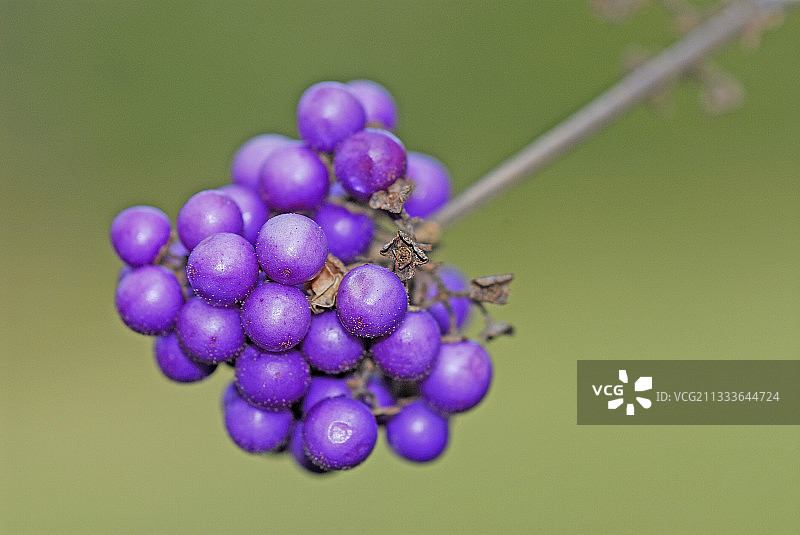 紫珠的湾紫罗兰图片素材