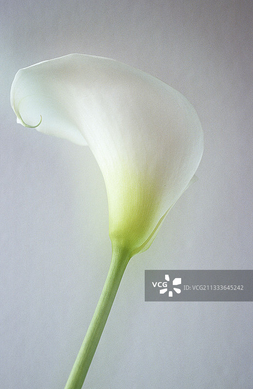 德国的马蹄莲图片素材