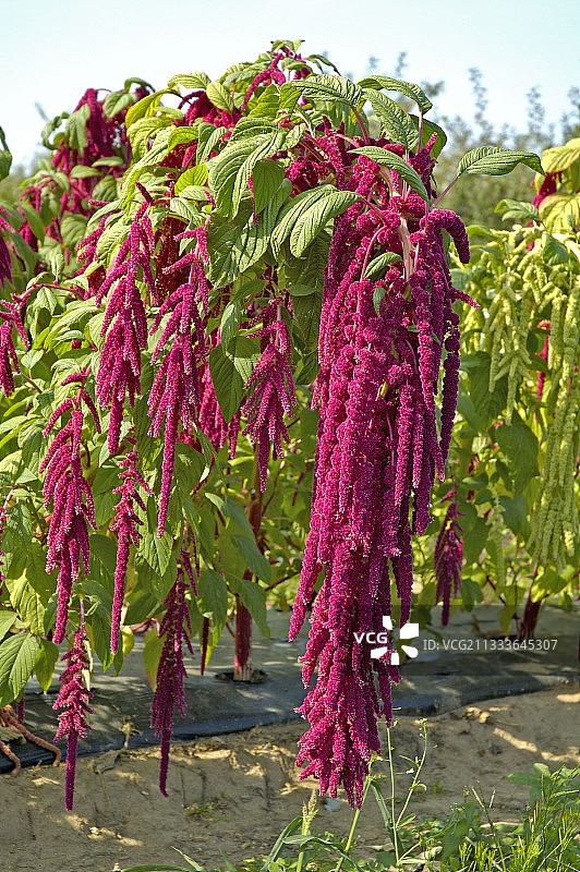 盛开的垂穗苋（法国）图片素材