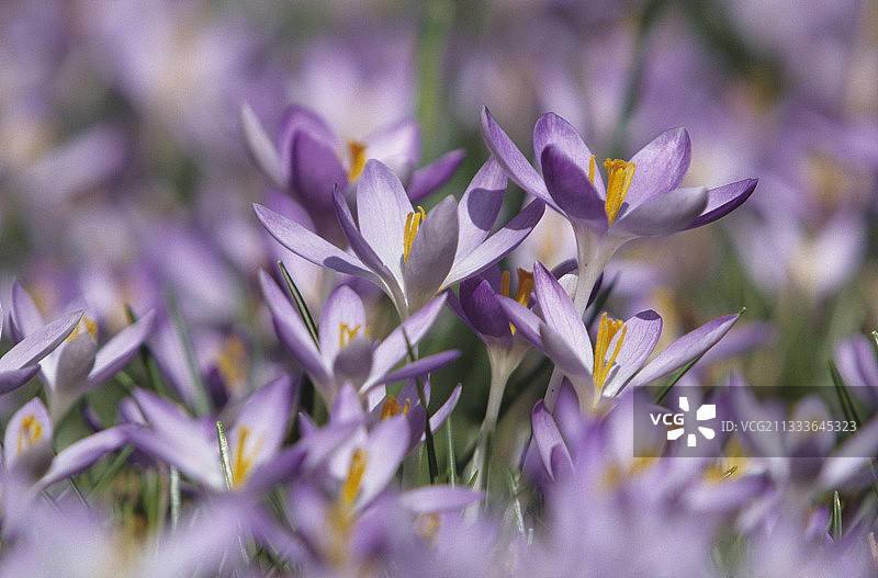 布伦瑞克植物园一景图片素材