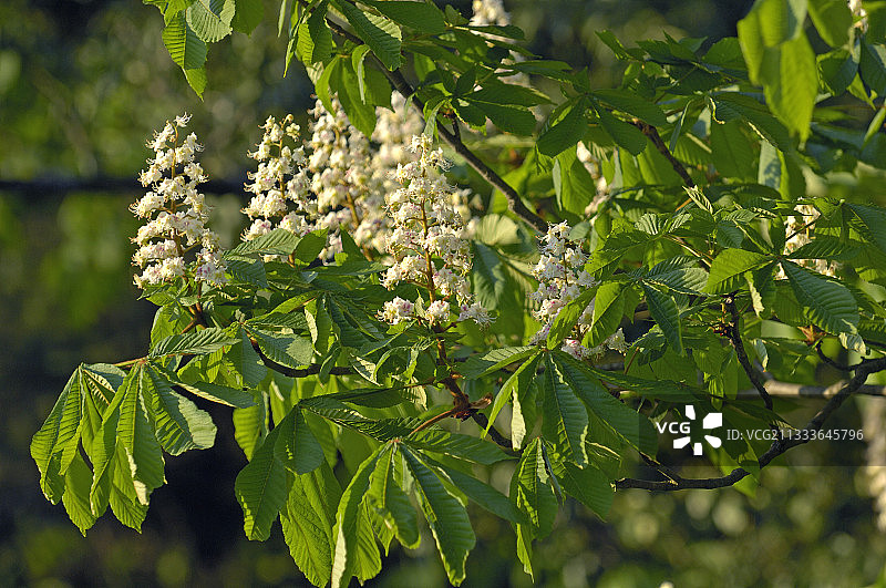法国的欧洲七叶树花枝图片素材