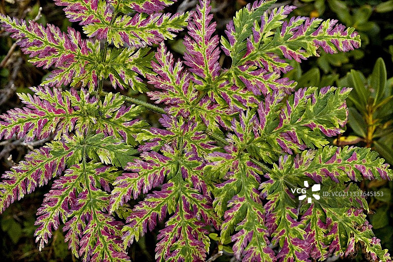 受细菌侵袭的天竺葵叶图片素材