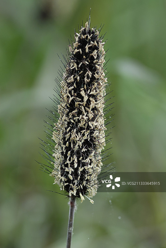 法国贝尔福市的温室小米图片素材