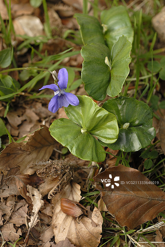 紫色和发芽的欧洲山毛榉，法国阿尔萨斯图片素材