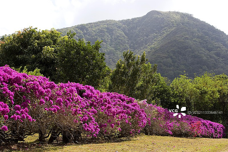 巴拿马埃尔瓦莱的宝巾花篱图片素材