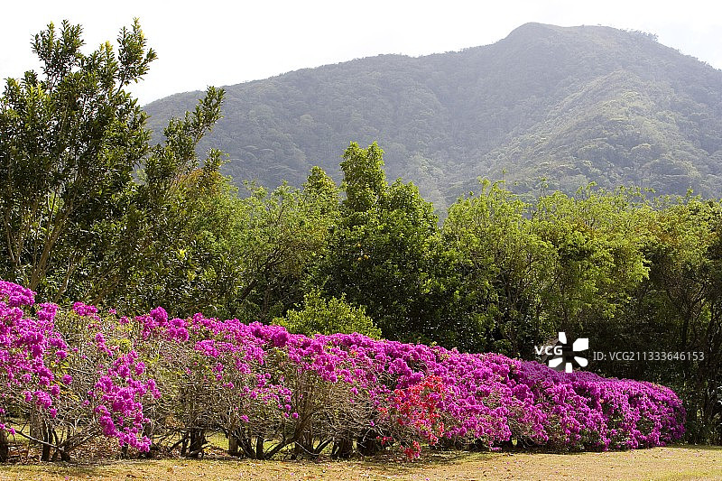 巴拿马埃尔瓦莱九重葛的鲜花边缘图片素材