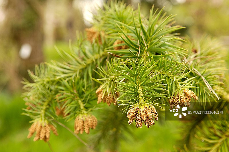 法国奥尔谢地区的结树图片素材