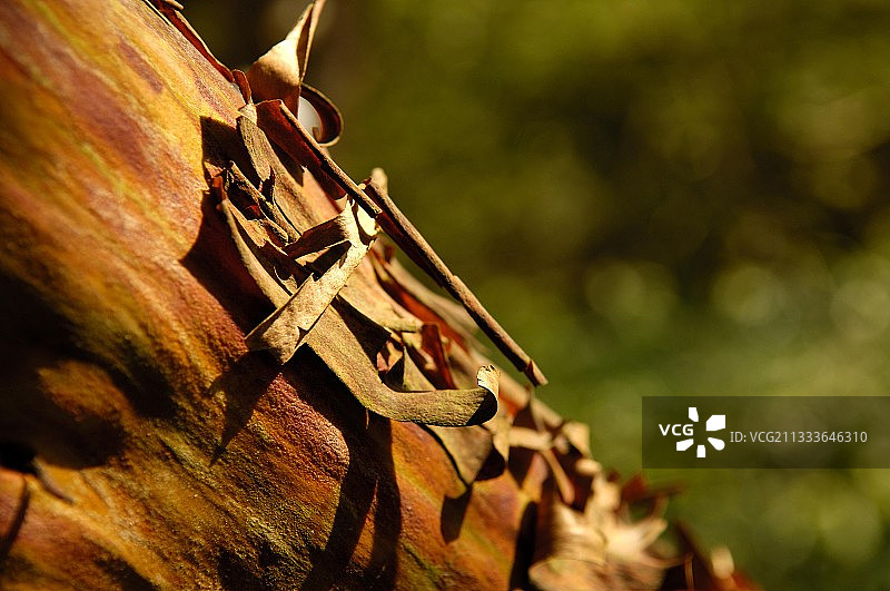 草莓树干图片素材