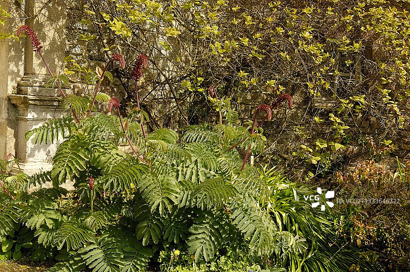 装饰法国花园的蜜蜂草叶子图片素材