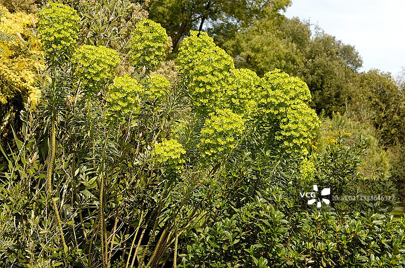 法国克达洛花园的绿色大戟花序图片素材