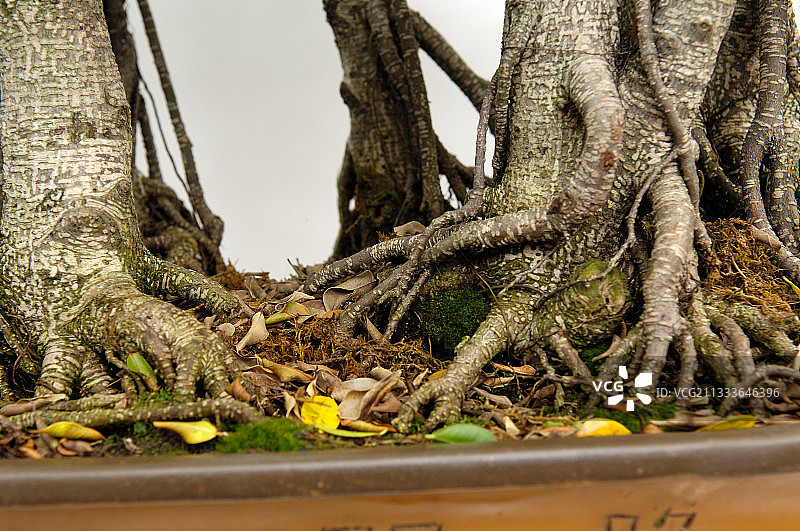 森林中榕树盆景的树干和根部图片素材