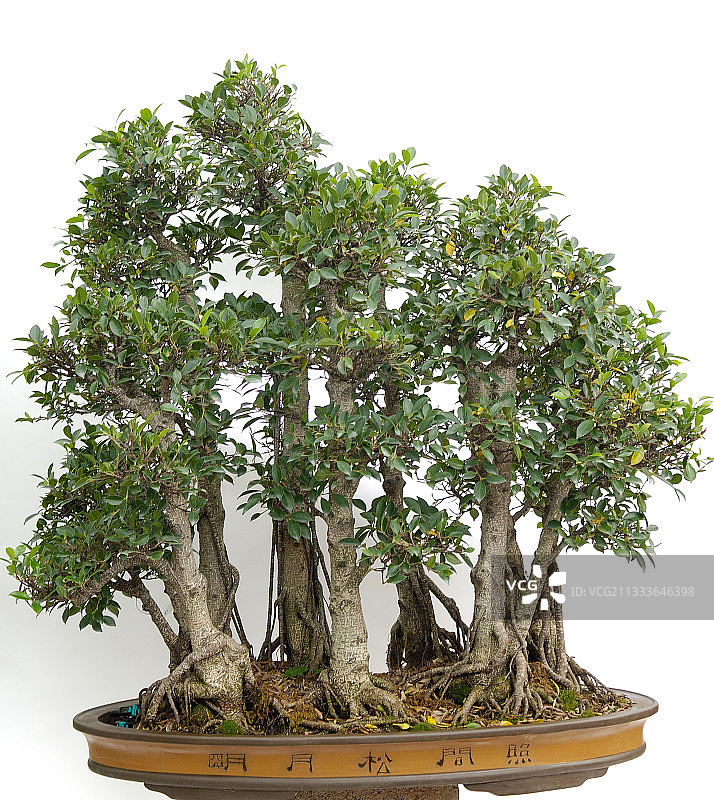 小型森林榕树盆景工作室图片素材