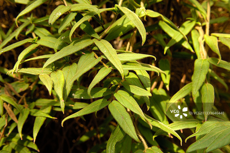 聚焦法国金银花的叶子图片素材