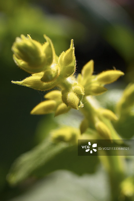 连翘鼠尾草的花朵图片素材
