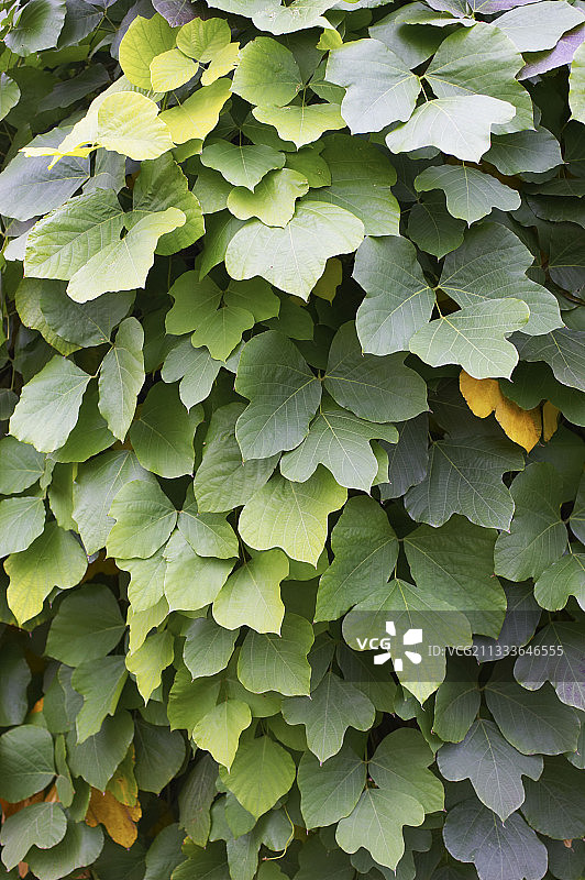 葛的叶子图片素材