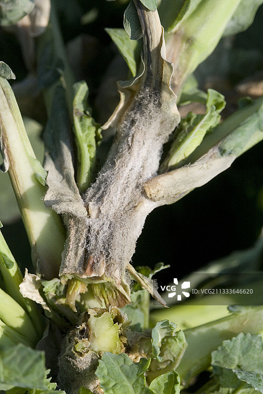 芜菁植物上的霉菌侵袭，法国图片素材