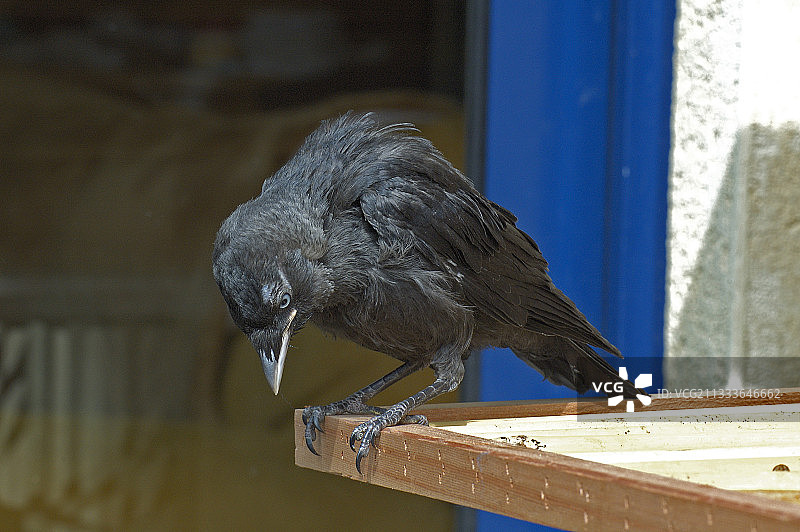 栖息在花园桌上的家养渡鸦图片素材
