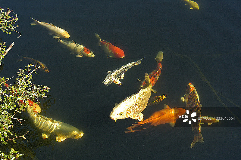 比利时日式花园池塘中的锦鲤图片素材