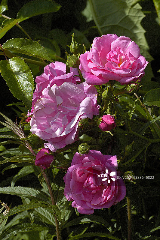 比利时花园盛开的班特里湾玫瑰图片素材