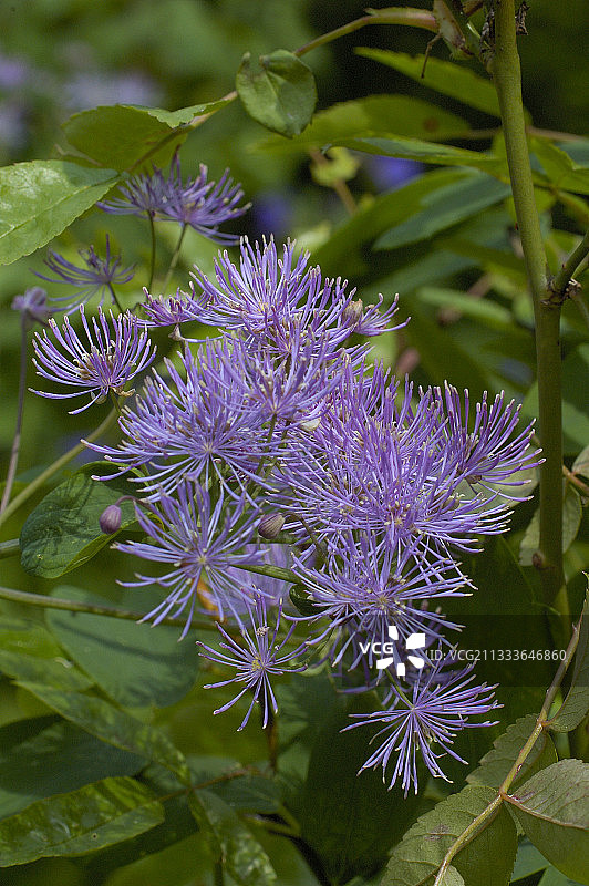 比利时德波特图因花园的唐松草图片素材