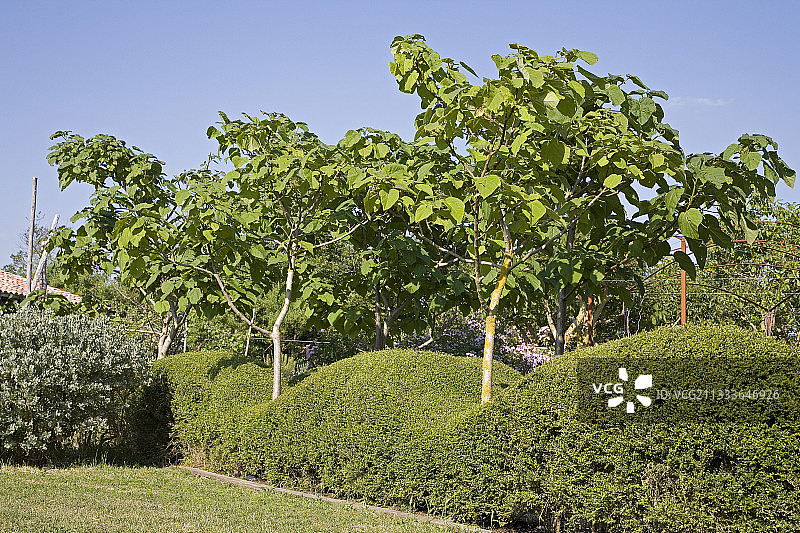 和谐花园中波浪形的忍冬树篱剪图片素材