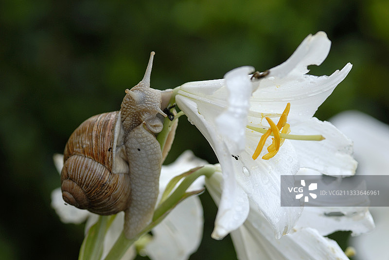 法国花园：勃艮第蜗牛与麦当娜百合花图片素材