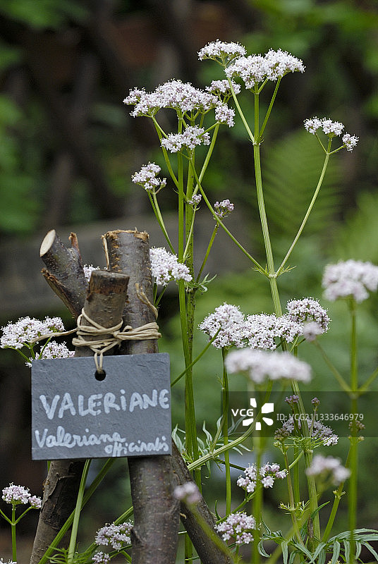 上柯尼斯堡城堡中世纪花园图片素材