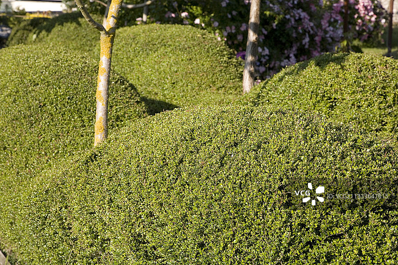 和谐花园中波浪形的忍冬树篱剪图片素材