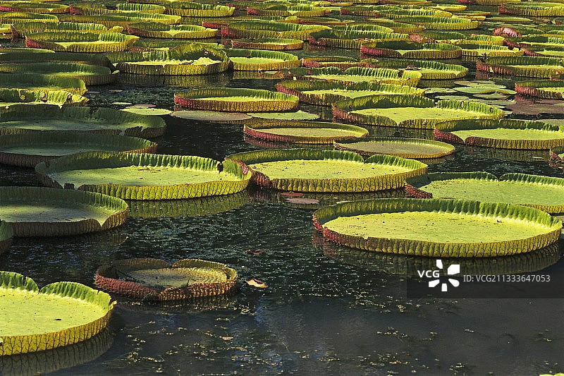 西沃萨古尔·拉姆古兰爵士植物园图片素材