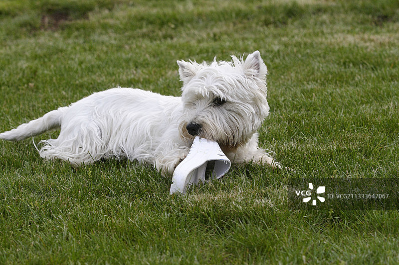 在法国，西高地白梗犬玩鞋子图片素材