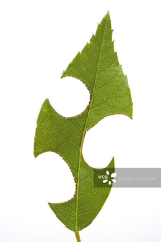 被寄生虫侵蚀的玫瑰图片素材