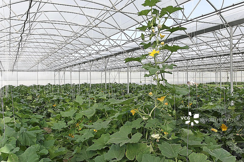 带支架的扇贝温室图片素材