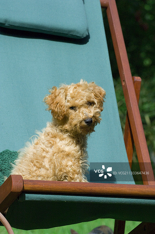迷你贵宾犬坐在花园躺椅上图片素材