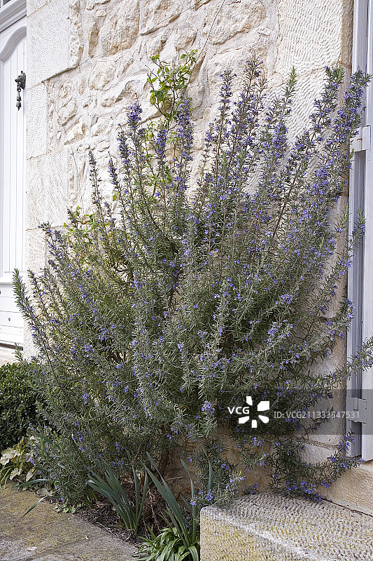 法国店铺里的迷迭香花图片素材