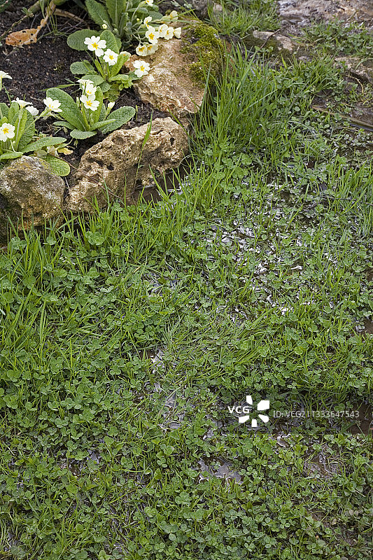 法国Le Clos de maïs花园春季草坪被淹图片素材