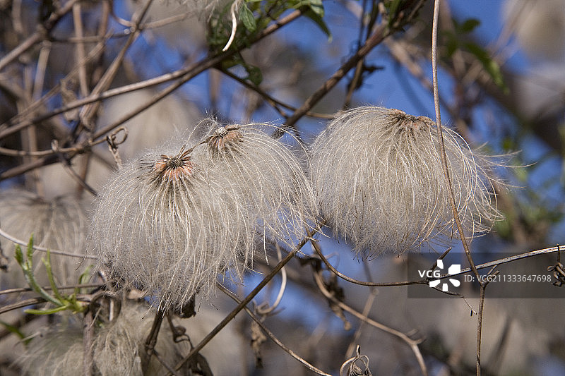 铁线莲种子图片素材