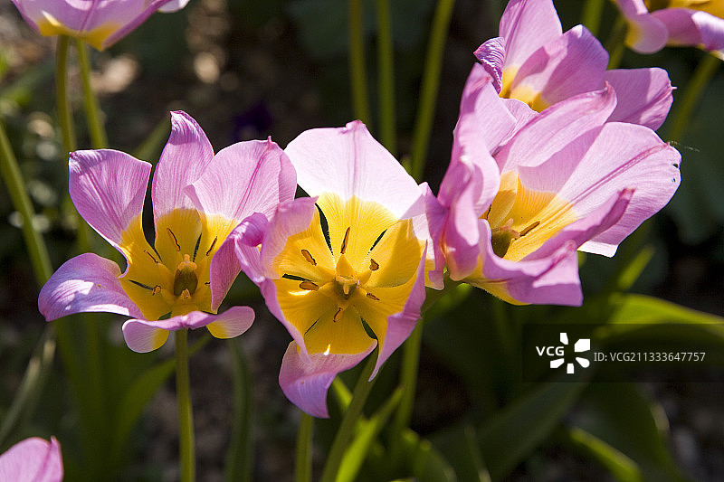 法国私人花园中的坎迪亚郁金香图片素材