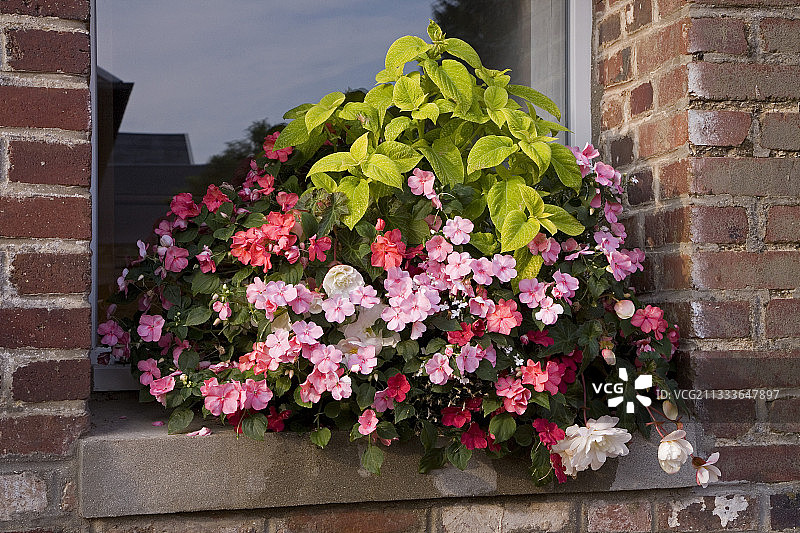 花盆里的非洲凤仙花、彩叶草和山梗菜图片素材