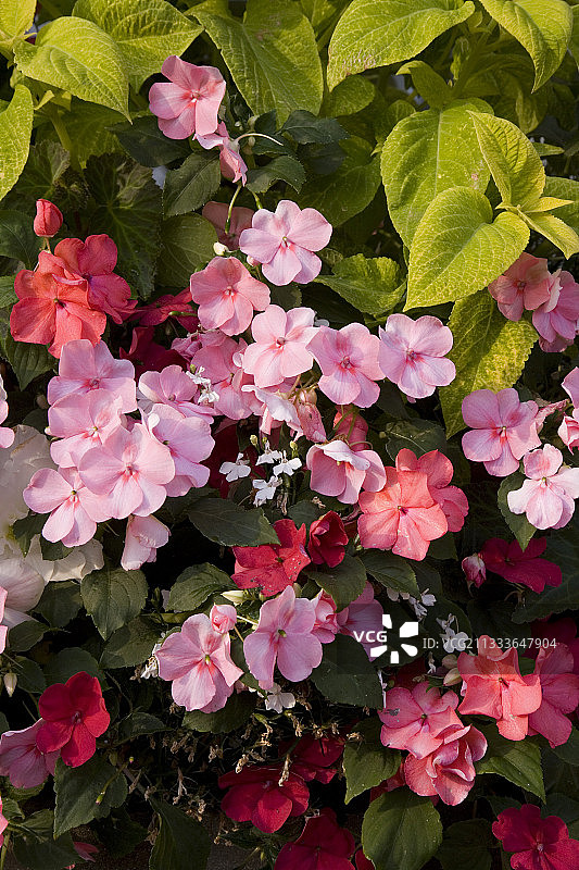 花盆里的凤仙花、彩叶草和山梗菜图片素材