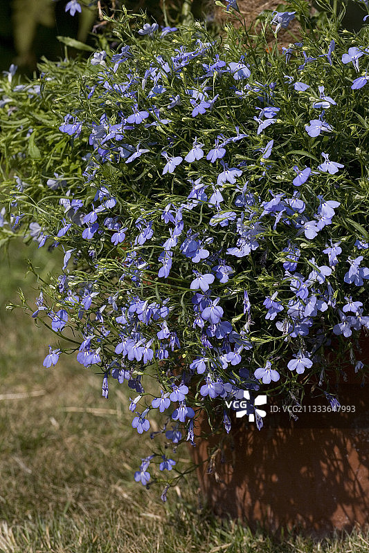 盆栽剑桥蓝色边缘山梗菜图片素材