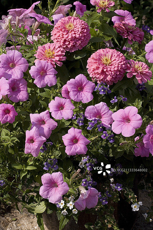 盆栽中的百日草、矮牵牛和蓝香芥图片素材