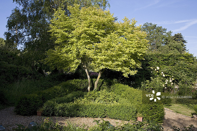 花旗杉和金玉兰：埃尔西花园图片素材