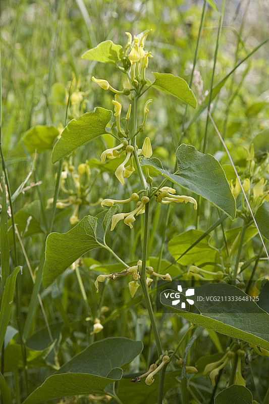 法国埃尔西花园的马兜铃图片素材