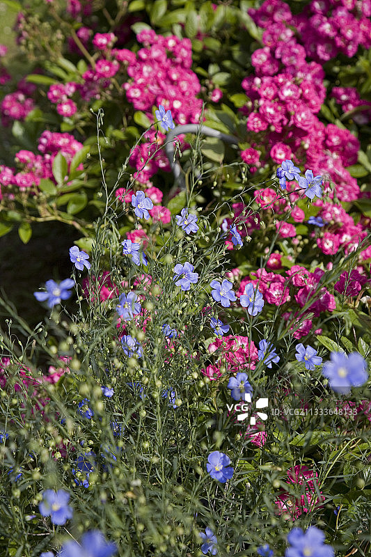 亚麻和玫瑰“深红”，艾尔西法国花园图片素材