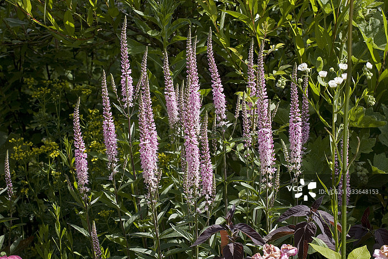 埃尔西·法兰西花园的穗花婆婆纳图片素材