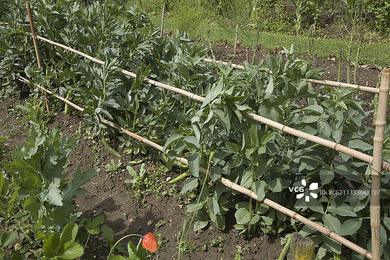 用导师Le Clos de Maïs法国种植豆类图片素材