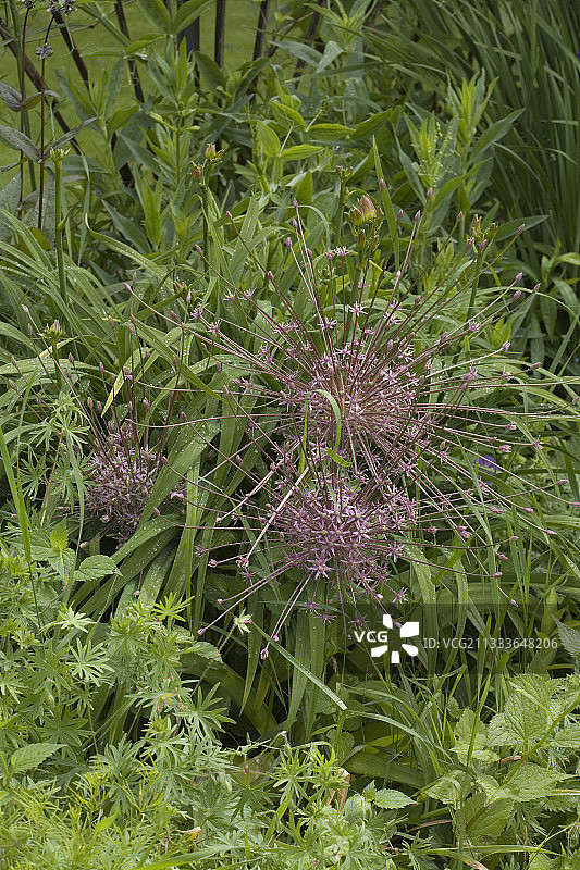 舒伯特蒜花，法国Le Clos de Maïs图片素材