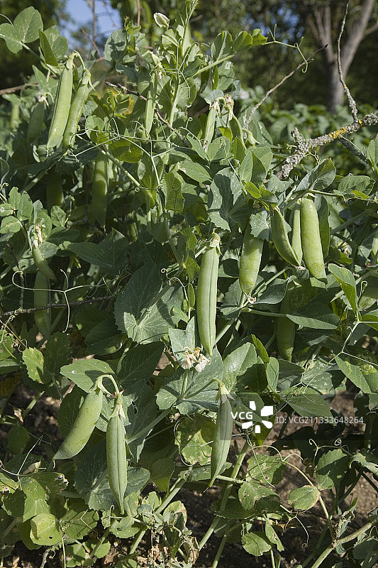 法国六月花园豌豆图片素材