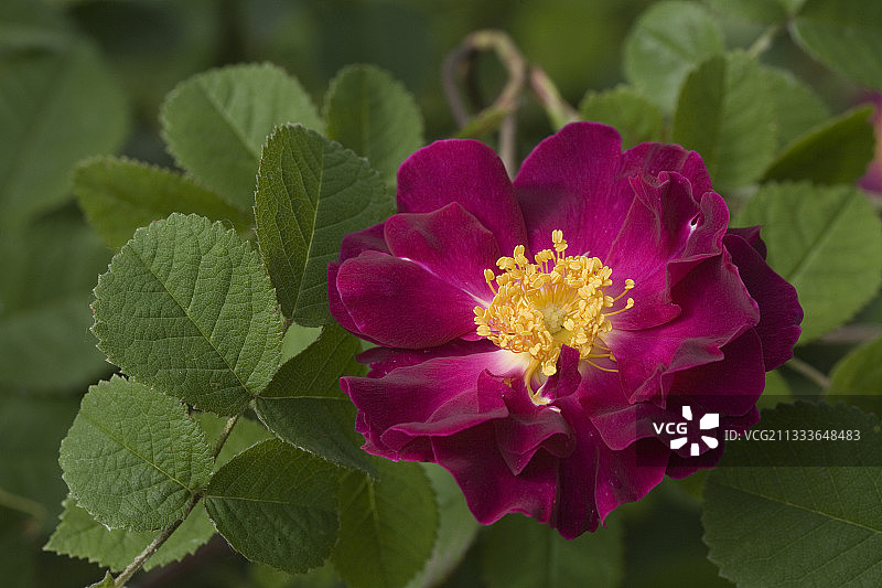 法国图克花园玫瑰“贝儿苏丹”图片素材